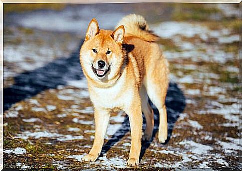 Akita, one of the most famous dogs.