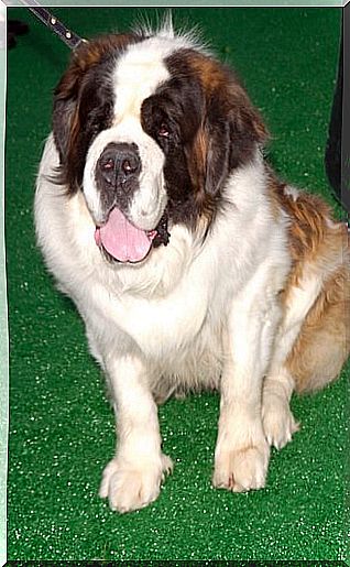 Beethoven, one of the most famous dogs.