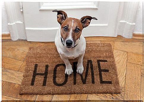 Uggie, one of the most famous dogs.