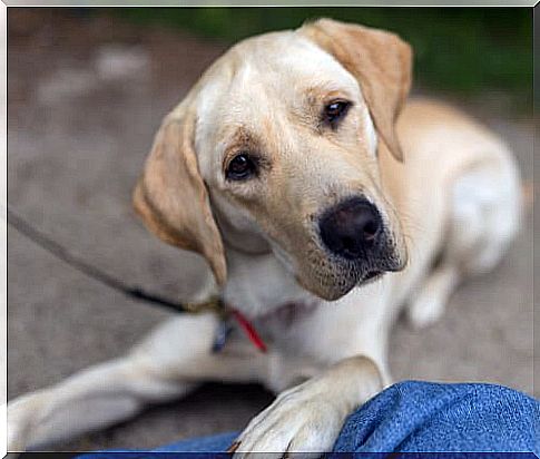 Marley, one of the most famous dogs.