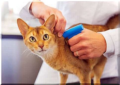 Microchips for cats: are they mandatory?