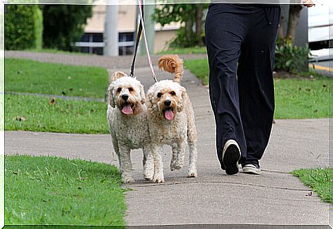 two dogs walking