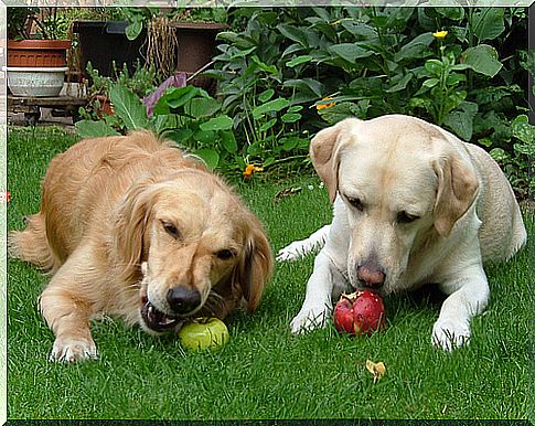 natürliche Ernährung von Hunden mit Äpfeln