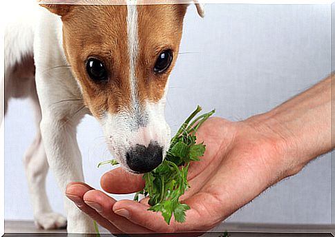 natural nutrition for dog