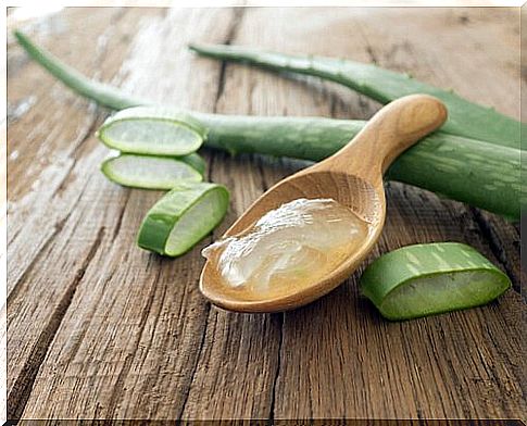 Aloe Vera for Pets