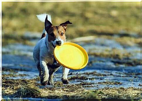 with your puppy - dog with a frisbee disc