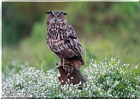 Owl on tree trunk