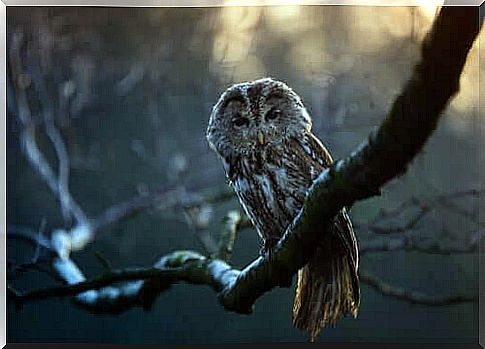 Little owls are also nocturnal birds of prey