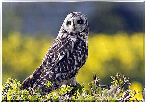 Short-eared Owl