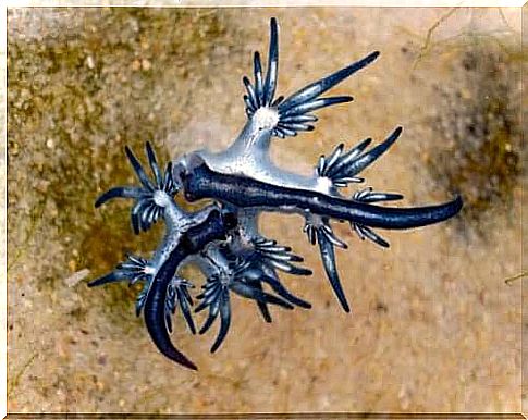 Nudibranch - The jewels of the sea