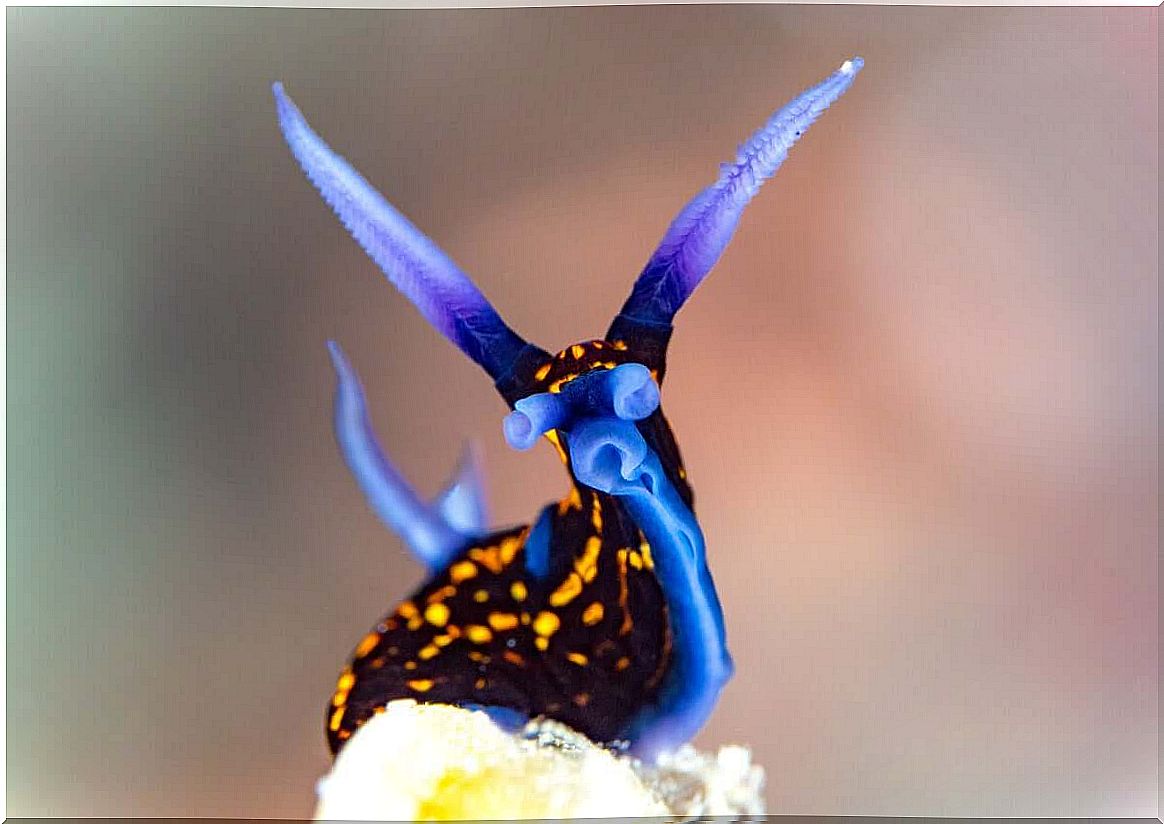 Nudibranchs are extremely colorful animals