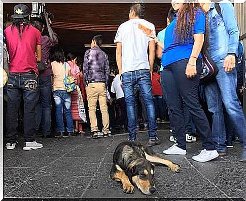 Many believers leave their dogs in front of a basilica