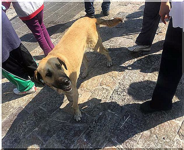 Hunde werden vor der Basilika ausgesetzt