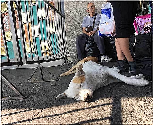 Dog in front of the basilica of Guadalupe