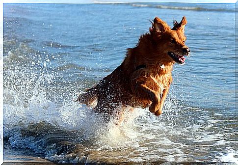 On the beach with the dog - great fun