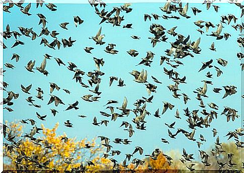 Flock of birds