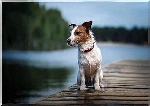 Pancho, the most famous Spanish television dog, has died