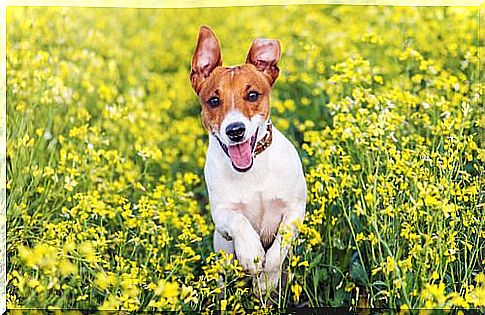 Pancho, the Spanish TV dog