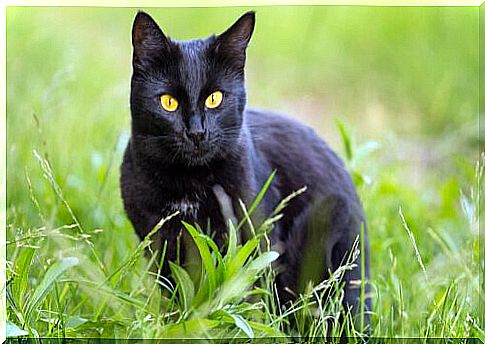 Panther cat: characteristics and care