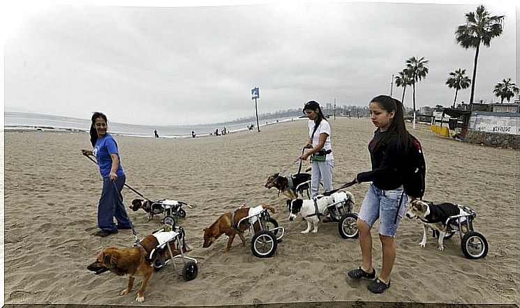 Milagros Perrunos, a very special shelter for disabled dogs