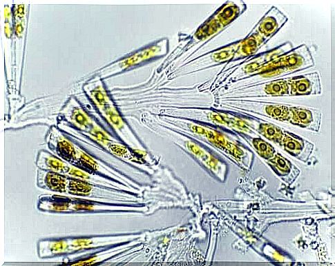 Diatoms