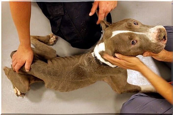 Pit bulls were rescued from very bad conditions - pit bull