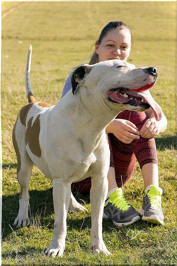 Pitbull: Nanny Dog in the Victorian Age