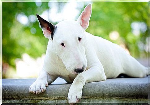 One of the breeds of terriers, the pit bull