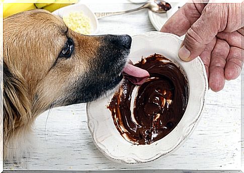 Chocolate is poison to dogs