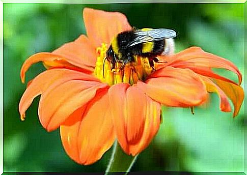 Pollination of plants by animals - an ancient symbiosis