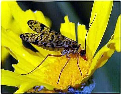 Pollination - insect on flower