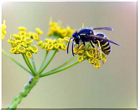 Pollination - wasp on flower