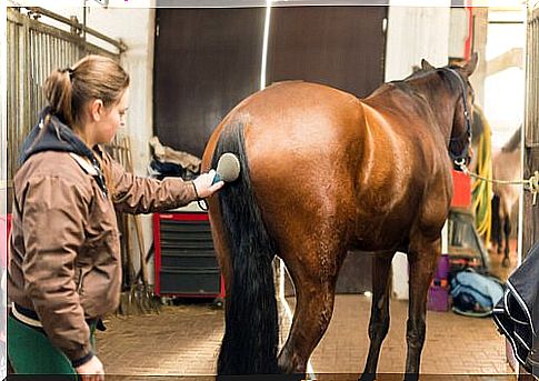 Ponytail: proper care and tips