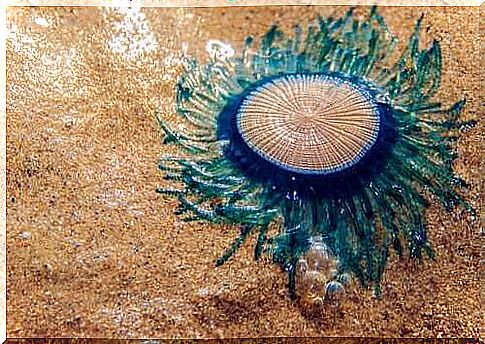 Porpita porpita, the blue button jellyfish