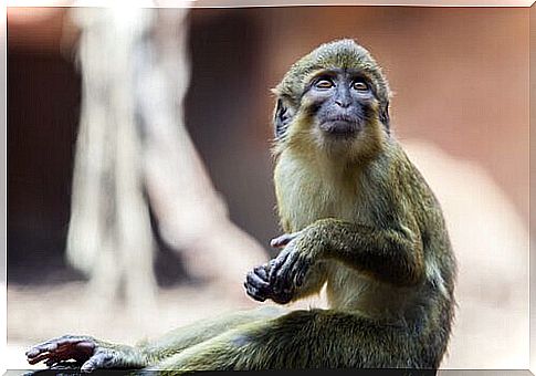 Pygmy monkey: traits, behavior, and habitat