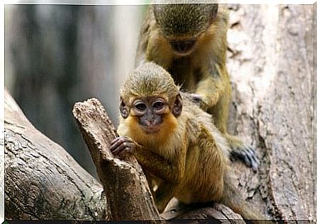 Behavior of the pygmy monkey