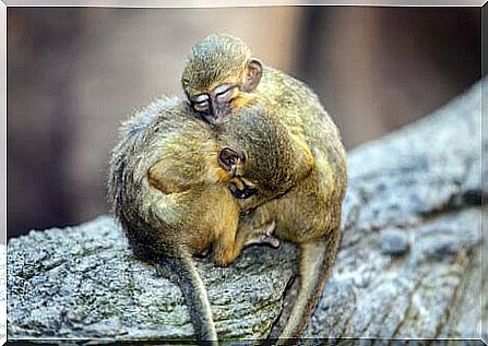 Characteristics of the pygmy monkey