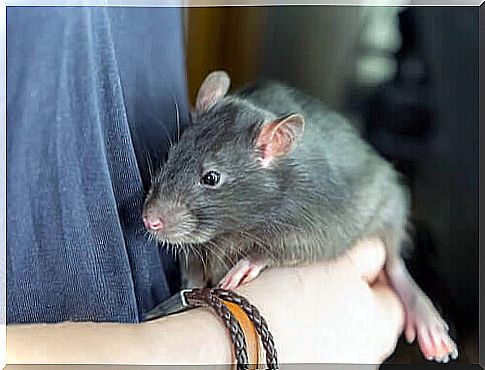 Pet rat: would you share your life with one?