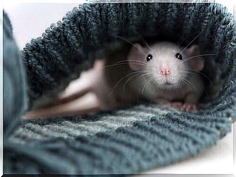 Tame rat up your sleeve