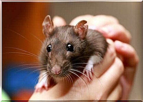 Tame rat as a pet