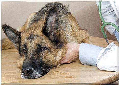 Recognizing symptoms of dog diseases early