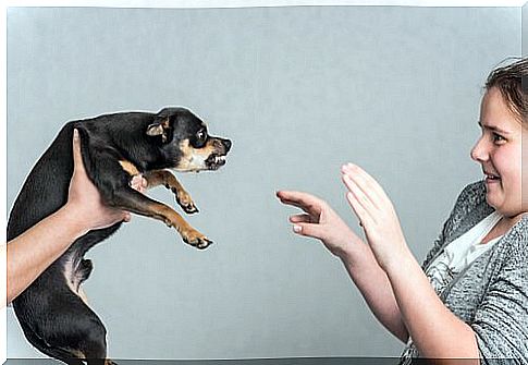 Symptoms of dog diseases: aggressiveness