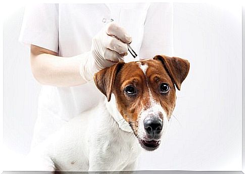 Remove ticks from dogs with natural means