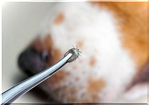 Ticks in dogs can cause disease