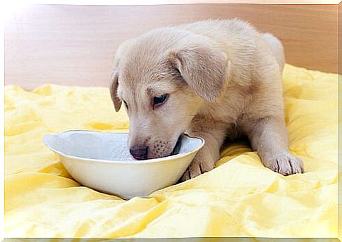 Puppy licks porridge