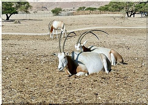 Saber antelope: a resident of North Africa