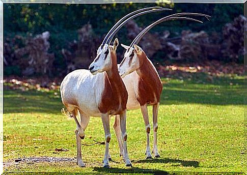 Two white saber antelopes