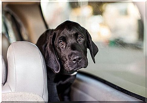 Safety in the car: please buckle up your dog