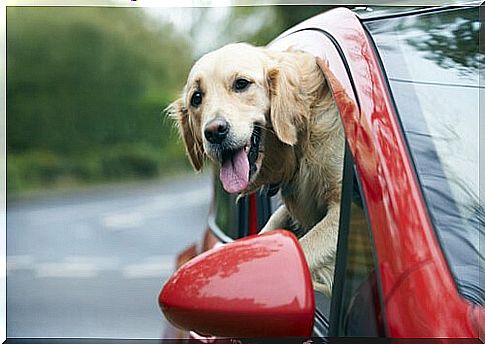 Safety in the car to avoid danger to dogs 