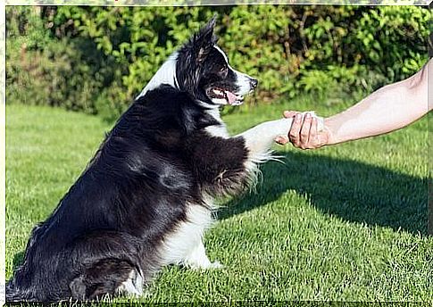 How dogs manipulate us - dog gives paw